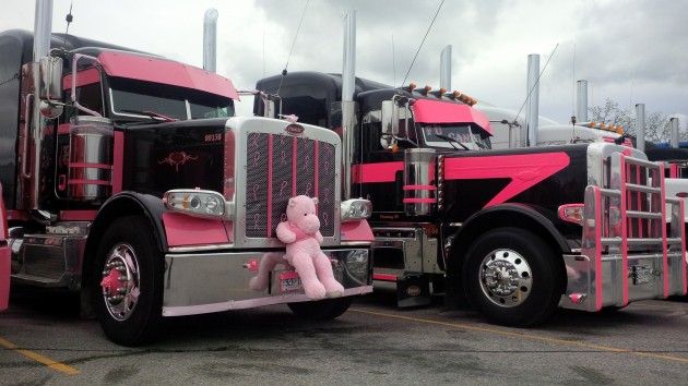 pink teddy